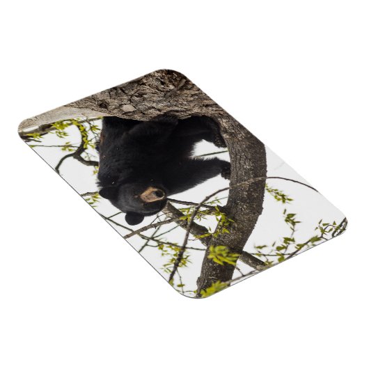 Schwarzer Bär klettern Magnet (Rechte Seite)