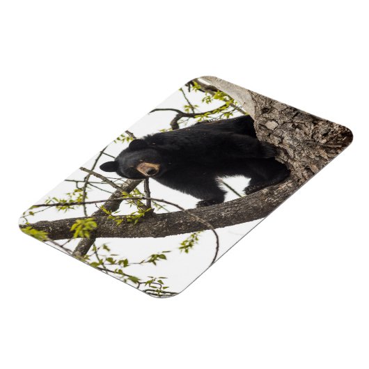 Schwarzer Bär klettern Magnet (Linke Seite)