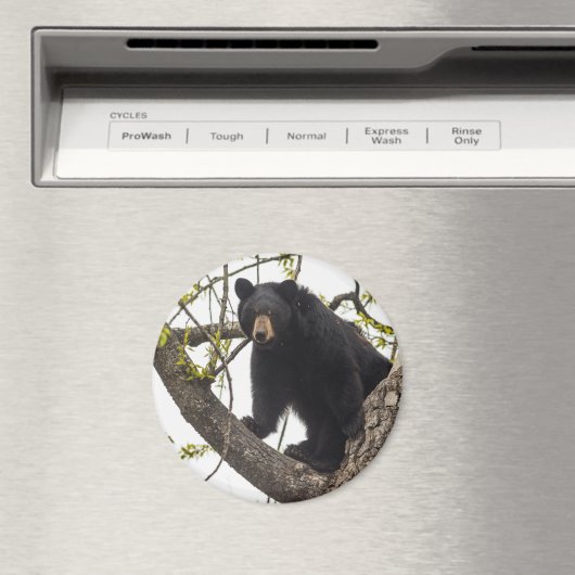 Schwarzer Bär klettern Magnet (In Situ (Geschirrspüler))
