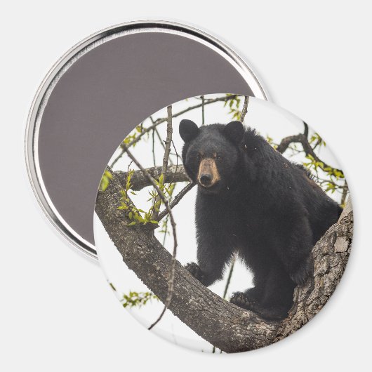 Schwarzer Bär klettern Magnet (Vorderseite/Rückseite)