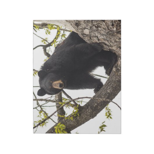 Schwarzer Bär klettern Notizblock (Rotiert)