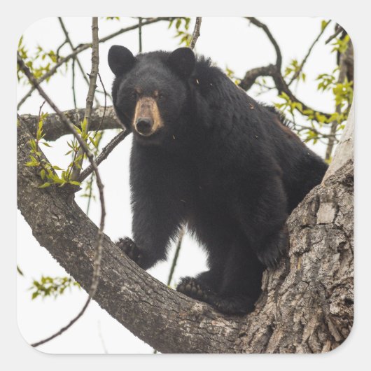 Schwarzer Bär klettern Quadratischer Aufkleber (Vorderseite)