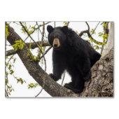 Schwarzer Bär klettern Tischnummer (Vorderseite)