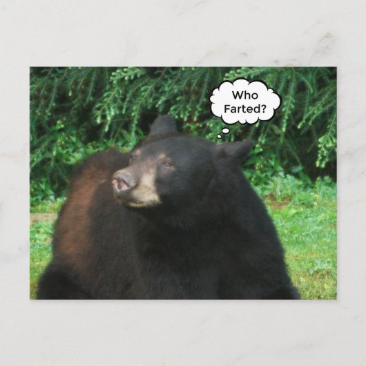 Schwarzer Bär - "Kubby, der gefallen hat?" Postkarte (Vorderseite)