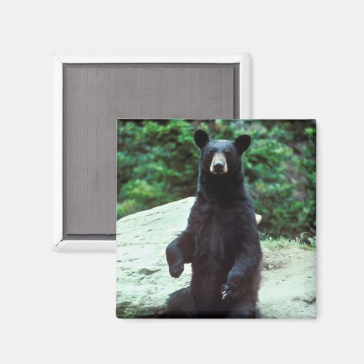 Schwarzer Bär Magnet (Vorderseite/Rückseite)