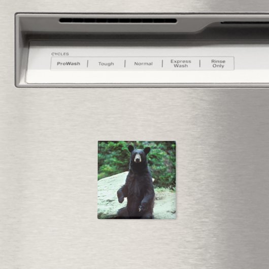Schwarzer Bär Magnet (In Situ (Geschirrspüler))