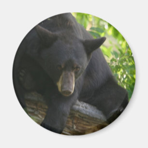 schwarzer Bär Magnet