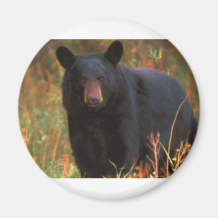 Schwarzer Bär Magnet
