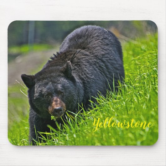 Schwarzer Bär Mäusec$auflage-yellowstone Mousepad (Vorne)