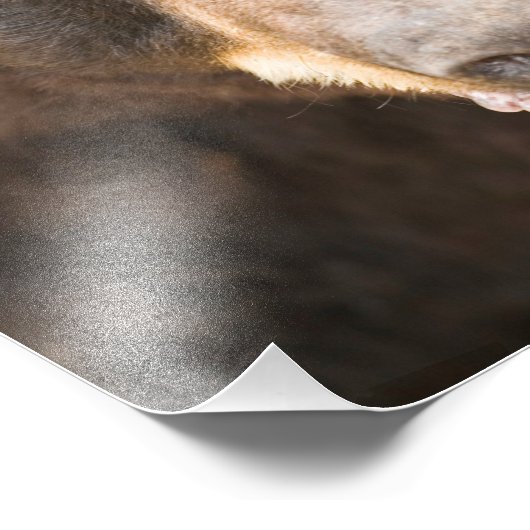 Schwarzer Bär, Michigan Fotodruck (Ecke)