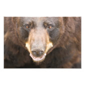 Schwarzer Bär, Michigan Fotodruck (Vorne)