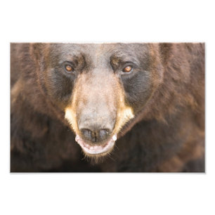 Schwarzer Bär, Michigan Fotodruck