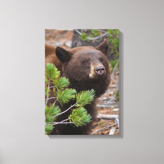 Schwarzer Bär mit Blond Color Leinwanddruck (Vorderseite)