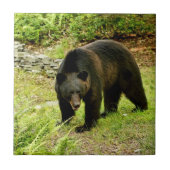 Schwarzer Bär Pennsylvanias Fliese (Vorderseite)