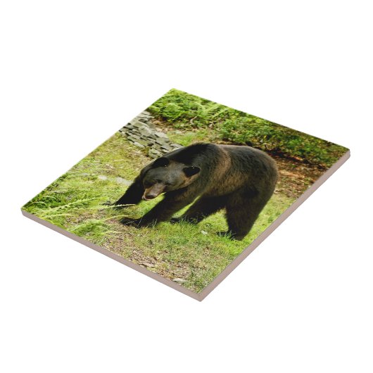 Schwarzer Bär Pennsylvanias Fliese (Seite)