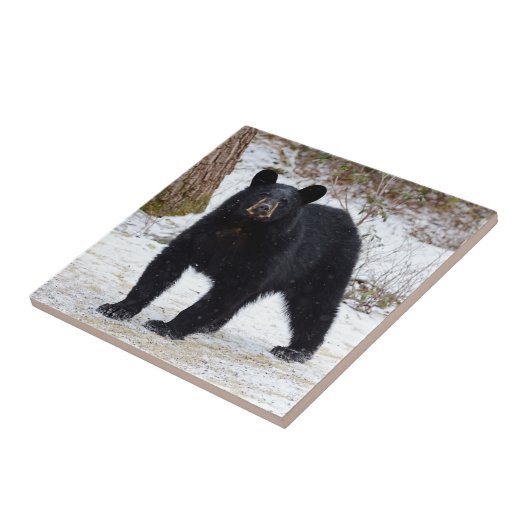 Schwarzer Bär Pennsylvanias im Winter Fliese (Seite)