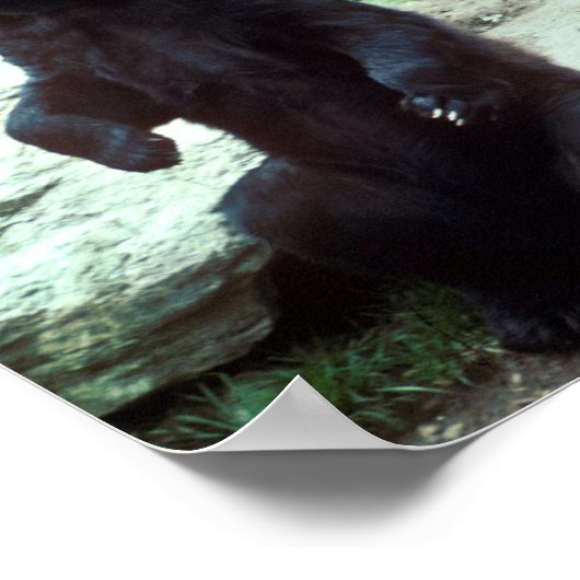 Schwarzer Bär Poster (Ecke)