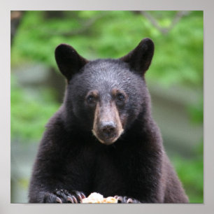 schwarzer Bär Poster