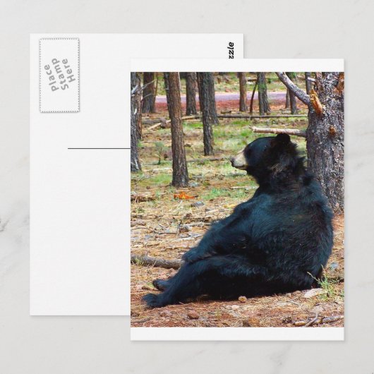 Schwarzer Bär Postkarte (Vorne/Hinten)