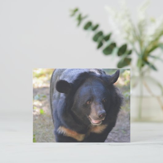 Schwarzer Bär Postkarte (Stehend Vorderseite)