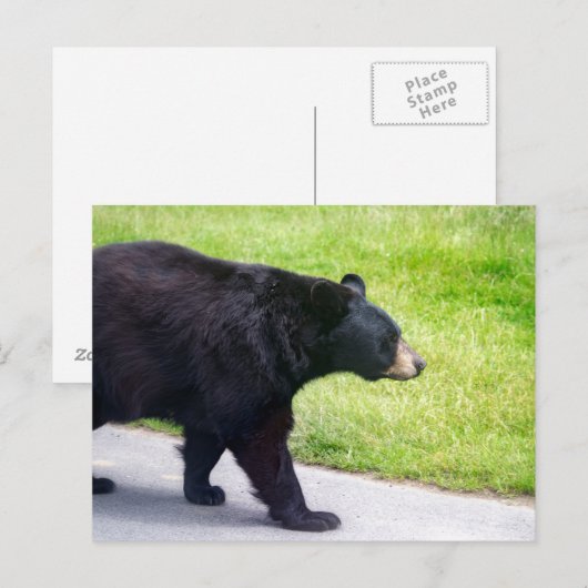 Schwarzer Bär Postkarte (Vorne/Hinten)