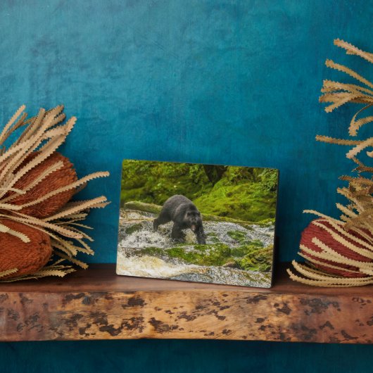 Schwarzer Bär | Qua Creek British Columbia Fotoplatte (Seite)