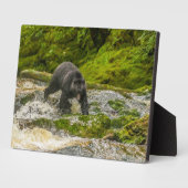 Schwarzer Bär | Qua Creek British Columbia Fotoplatte (Seite)