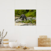 Schwarzer Bär | Qua Creek British Columbia Poster (Küche)
