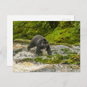 Schwarzer Bär | Qua Creek British Columbia Postkarte (Vorne/Hinten)