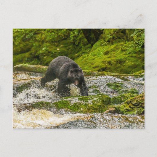 Schwarzer Bär | Qua Creek British Columbia Postkarte (Vorderseite)