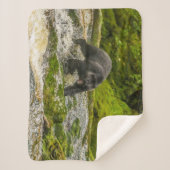 Schwarzer Bär | Qua Creek British Columbia Sherpadecke (Vorderseite)