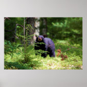 Schwarzer Bär "Scenting" Poster (Vorne)