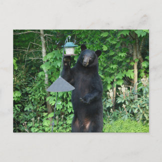 Schwarzer Bär - "So sieht er nicht aus!" Postkarte