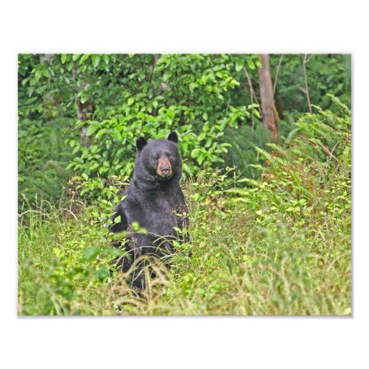 Schwarzer Bär Stehend Fotodruck (Vorne)