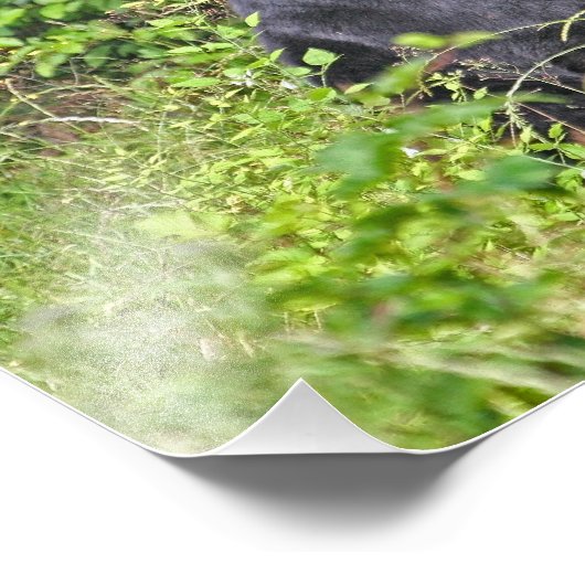 Schwarzer Bär Stehend Fotodruck (Ecke)