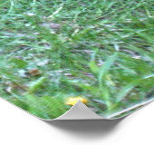 Schwarzer Bär Weiden auf Grüngras Wildlife Poster (Ecke)