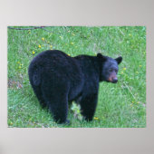 Schwarzer Bär Weiden auf Grüngras Wildlife Poster (Vorne)