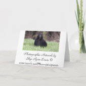 Schwarzer Bär Wildlife "Can't bear it" Grußkarte Karte (Rückseite)