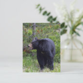 Schwarzer Bär Wildlife Postkarte (Stehend Vorderseite)