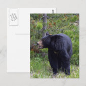 Schwarzer Bär Wildlife Postkarte (Vorne/Hinten)