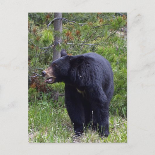 Schwarzer Bär Wildlife Postkarte (Vorderseite)