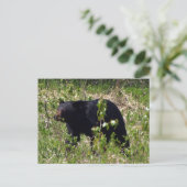 Schwarzer Bär Wildlife Postkarte (Stehend Vorderseite)