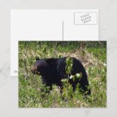 Schwarzer Bär Wildlife Postkarte (Vorne/Hinten)