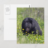Schwarzer Bär Wildlife Postkarte (Vorne/Hinten)