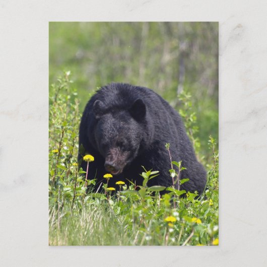 Schwarzer Bär Wildlife Postkarte (Vorderseite)