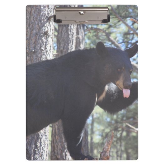 Schwarzer Bär Zwischenablage Klemmbrett (Vorderseite)