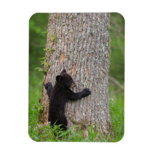 Schwarzer Bärenjunge Great Smoky Mountains Magnet