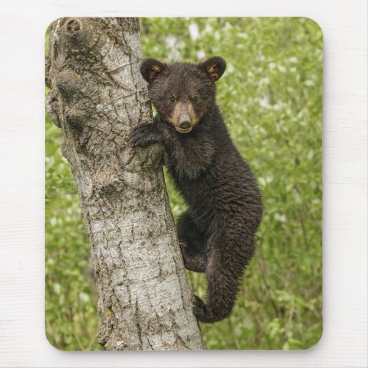 Schwarzer Bärenjunge im Baum Mousepad (Vorne)