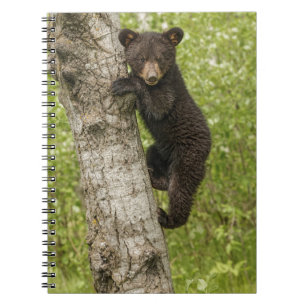 Schwarzer Bärenjunge im Baum Notizblock
