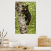 Schwarzer Bärenjunge im Baum Poster (Küche)